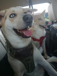 Lost Female Dog last seen Near West Monticello park, Glendale, AZ 85303