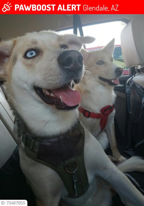 Lost Female Dog last seen Near West Monticello park, Glendale, AZ 85303