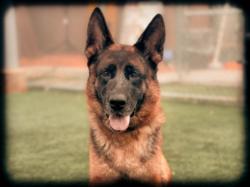Shelter Stray Female Dog last seen , 957 N Gaffey St, San Pedro, CA 90731, USA