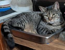 Lost Female Cat last seen 2nd street, 3rd street, Harrisonburg, VA 22802