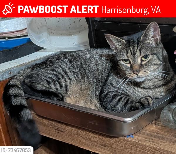 Lost Female Cat last seen 2nd street, 3rd street, Harrisonburg, VA 22802