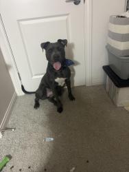 Reunited Male Dog last seen Watercolor Community, North Las Vegas, NV 89086