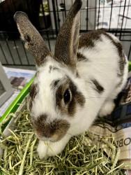 Shelter Stray Male Other last seen YALE ST / WAYLAND ST / MCLAREN PARK, 1419 Bryant St, San Francisco, CA 94103, USA