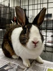 Shelter Stray Unknown Other last seen XSAN BRUNO/WILD, 1419 Bryant St, San Francisco, CA 94103, USA