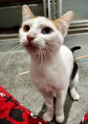 Shelter Stray Female Cat last seen WASHINGTON X STOCKTON, 1419 Bryant St, San Francisco, CA 94103, USA