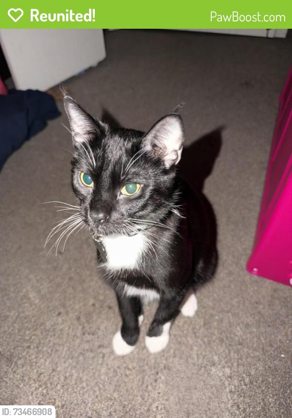 Reunited Male Cat last seen Gladys and Hamilton, Chicago, IL 60612