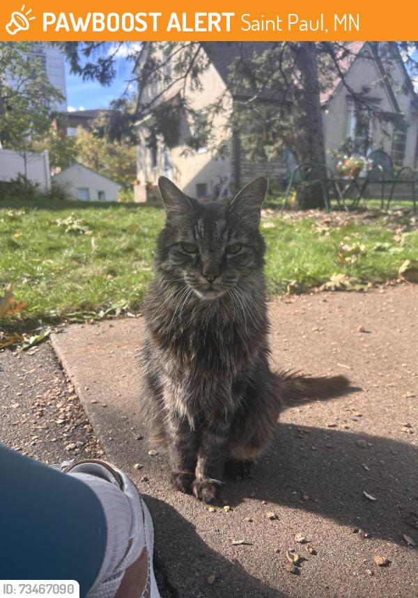 Found/Stray Unknown Cat last seen Highland Parkway and Mount Curve Blvd, Saint Paul, MN 55105