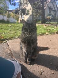 Found/Stray Unknown Cat last seen Highland Parkway and Mount Curve Blvd, Saint Paul, MN 55105