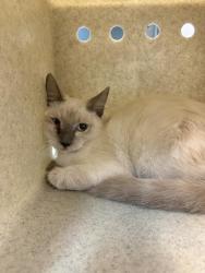 Shelter Stray Female Cat last seen Near BLOCK AVENUE 48, INDIO, CA, 72050 Pet Land Pl, Thousand Palms, CA 92276, USA