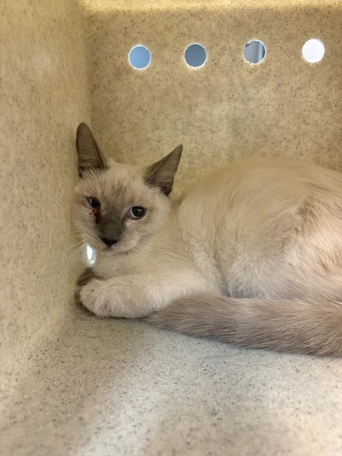 Shelter Stray Female Cat last seen Near BLOCK AVENUE 48, INDIO, CA, 72050 Pet Land Pl, Thousand Palms, CA 92276, USA