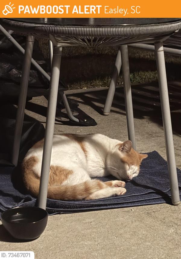 Found/Stray Male Cat last seen Near 5 Point Church, Easley, SC 29642