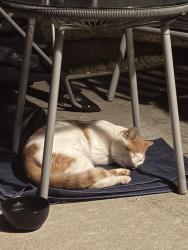 Found/Stray Male Cat last seen Near 5 Point Church, Easley, SC 29642