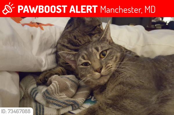 Lost Male Cat last seen Bachman Rd/Kensington Sq, Manchester, MD 21102