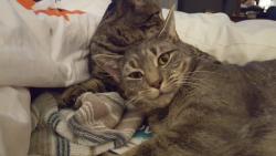 Lost Male Cat last seen Bachman Rd/Kensington Sq, Manchester, MD 21102