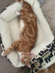 Lost Male Cat last seen Daniel street, Thousand Oaks, CA 91320