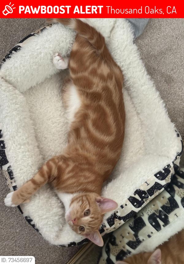 Lost Male Cat last seen Daniel street, Thousand Oaks, CA 91320