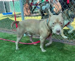 Shelter Stray Male Dog last seen 5TH & SIERRA, 333 Chandler Pl, San Bernardino, CA 92408, USA