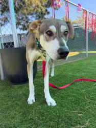 Shelter Stray Male Dog last seen MACY AND HIGHLAND, 333 Chandler Pl, San Bernardino, CA 92408, USA