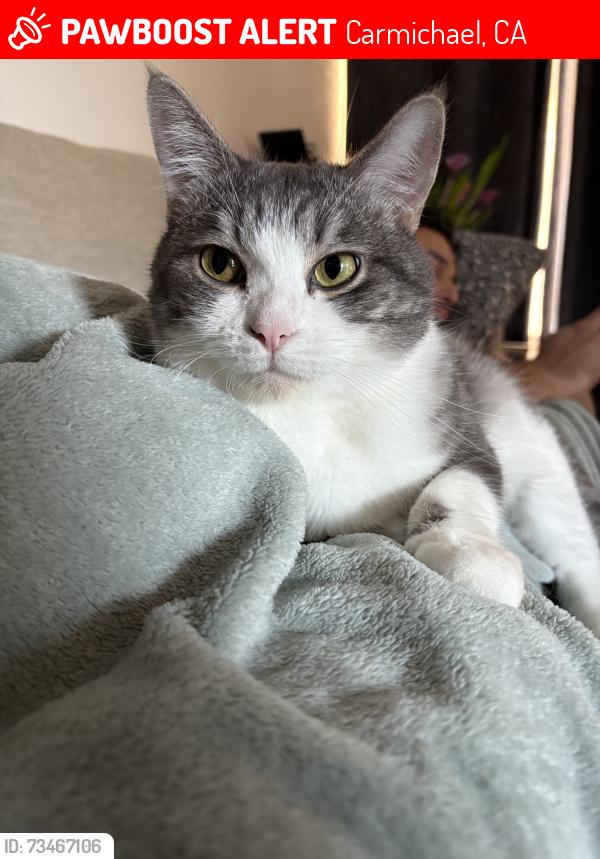 Lost Male Cat last seen Love way, Carmichael, CA 95608