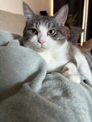 Lost Male Cat last seen Love way, Carmichael, CA 95608