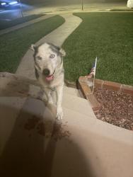 Found/Stray Male Dog last seen Norwalk Blvd and Mapledale, Norwalk, CA 90650