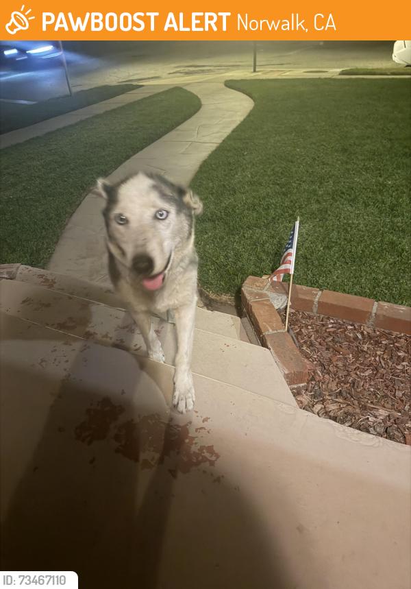 Found/Stray Male Dog last seen Norwalk Blvd and Mapledale, Norwalk, CA 90650