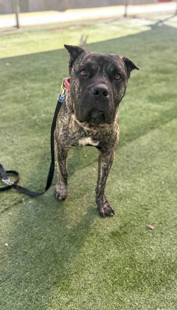 Shelter Stray Male Dog last seen , West Valley Animal Shelter, 20655 Plummer St, Chatsworth, CA 91311, USA