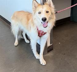 Shelter Stray Female Dog last seen , West Valley Animal Shelter, 20655 Plummer St, Chatsworth, CA 91311, USA