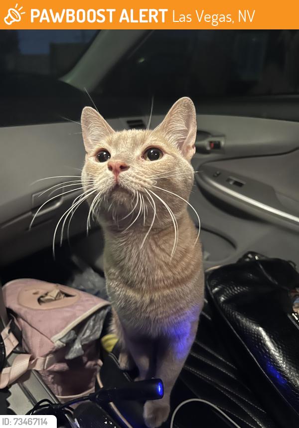 Found/Stray Male Cat last seen Across the street from McDonald’s, Las Vegas, NV 89107