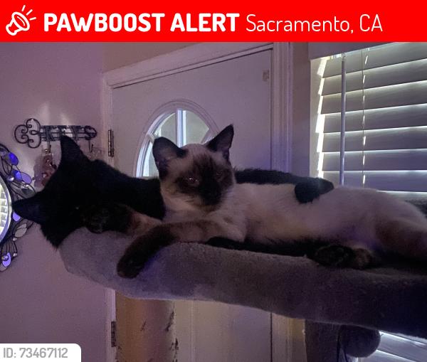 Lost Male Cat last seen Palm ave, Sacramento, CA 95660