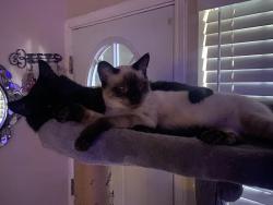Lost Male Cat last seen Palm ave, Sacramento, CA 95660