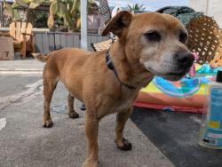Reunited Male Dog last seen Petaluma hill rd, Santa Rosa, CA 95401