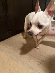 Reunited Male Dog last seen Greenway and Thunderbird, Phoenix, AZ 85023