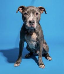 Shelter Stray Female Dog last seen Near BLOCK REGULUS DR, 2020 Forest St, Jacksonville, FL 32204, USA