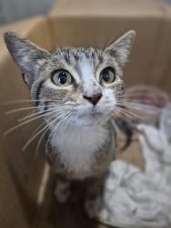 Shelter Stray Male Cat last seen Near BLOCK SW 410, 4710 TX-151, San Antonio, TX 78227, USA