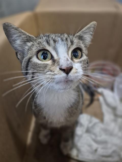 Shelter Stray Male Cat last seen Near BLOCK SW 410, 4710 TX-151, San Antonio, TX 78227, USA