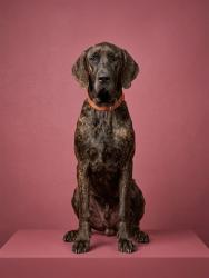 Shelter Stray Male Dog last seen Near BLOCK POMPANO DRIVE, 2020 Forest St, Jacksonville, FL 32204, USA