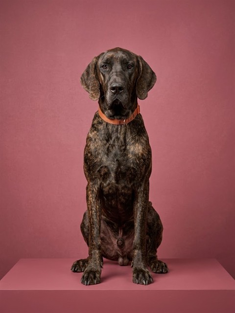 Shelter Stray Male Dog last seen Near BLOCK POMPANO DRIVE, 2020 Forest St, Jacksonville, FL 32204, USA