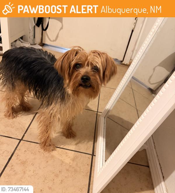 Found/Stray Unknown Dog last seen 98th street and amole Mesa, Albuquerque, NM 87121