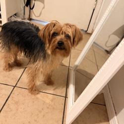 Found/Stray Unknown Dog last seen 98th street and amole Mesa, Albuquerque, NM 87121