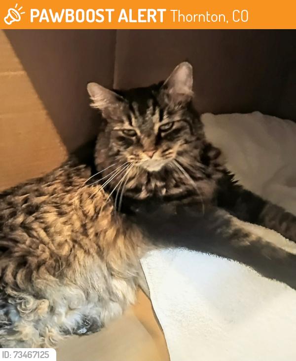 Found/Stray Unknown Cat last seen 128th and Holly, Thornton, CO 80601