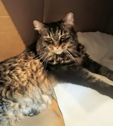 Found/Stray Unknown Cat last seen 128th and Holly, Thornton, CO 80601