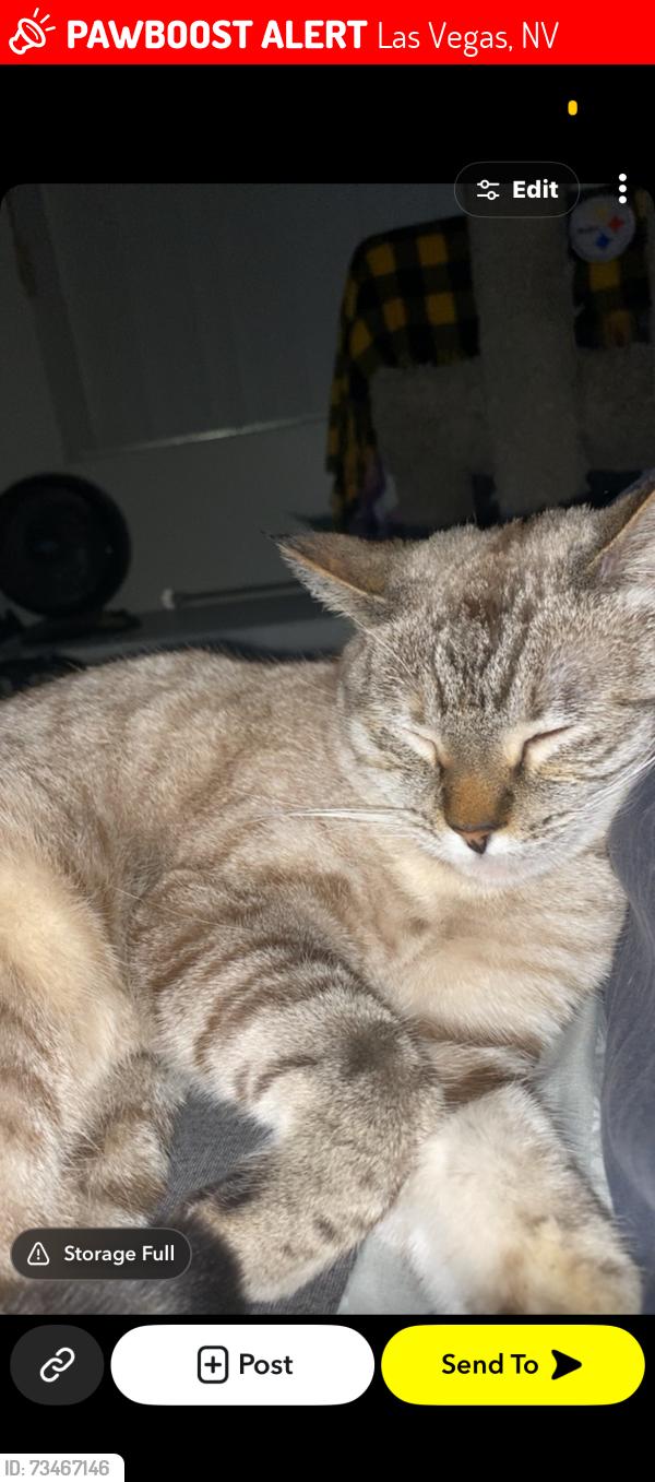 Lost Female Cat last seen Faberge, Las Vegas, NV 89115