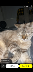 Lost Female Cat last seen Faberge, Las Vegas, NV 89115