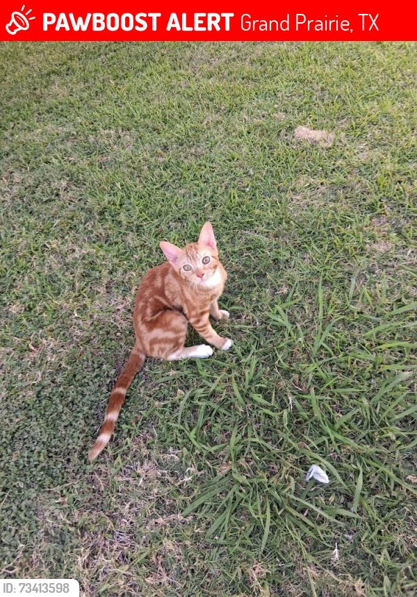 Lost Female Cat last seen Tree top apartments, Grand Prairie, TX 75051