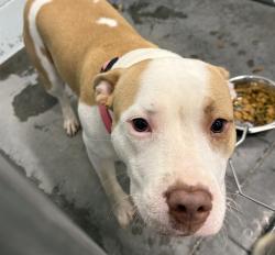 Shelter Stray Female Dog last seen LAKE DORA & E ALFRED ST, TAVARES, 12280 County Rd 448, Tavares, FL 32778, USA