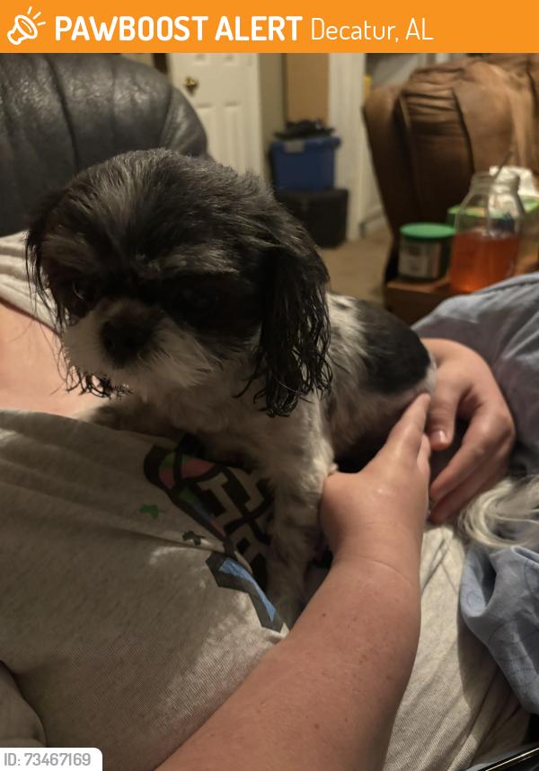 Found/Stray Female Dog last seen West Crownstone Ct. SW, Decatur, AL 35603