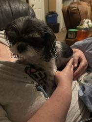 Found/Stray Female Dog last seen West Crownstone Ct. SW, Decatur, AL 35603