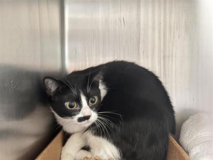 Shelter Stray Female Cat last seen SE Inner Loop and Wey Hill Dr., City of Georgetown, TX, 1855 SE Inner Loop, Georgetown, TX 78626, USA