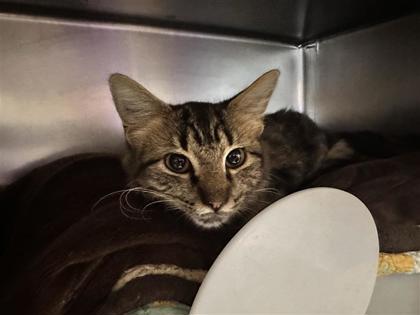 Shelter Stray Male Cat last seen PR 933, Williamson County, TX, 1855 SE Inner Loop, Georgetown, TX 78626, USA